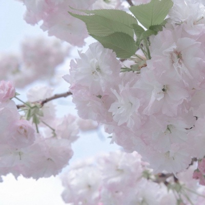 原创兽设世界观构建Furry群